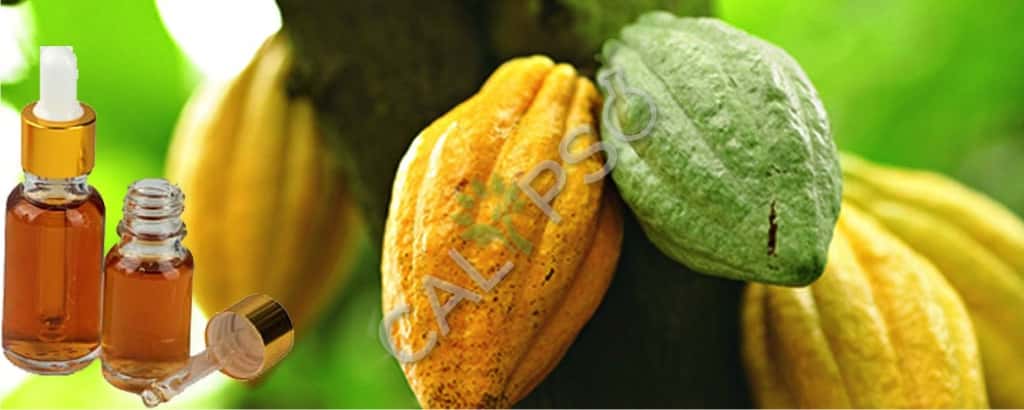 Cacao absolute olievoordelen